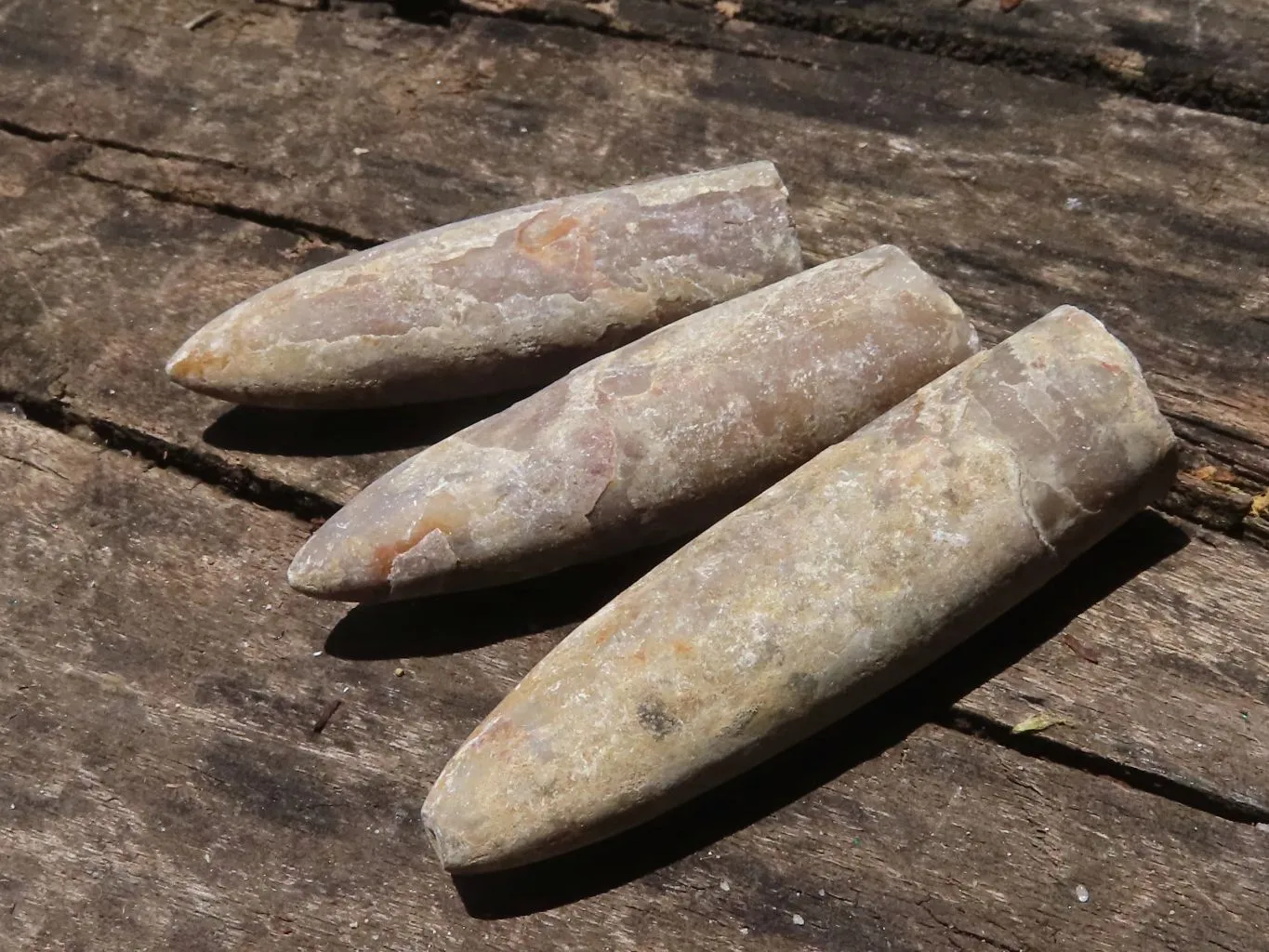 Natural Large Belemnite Fossil Specimens  x 47 From Maintirano, Madagascar