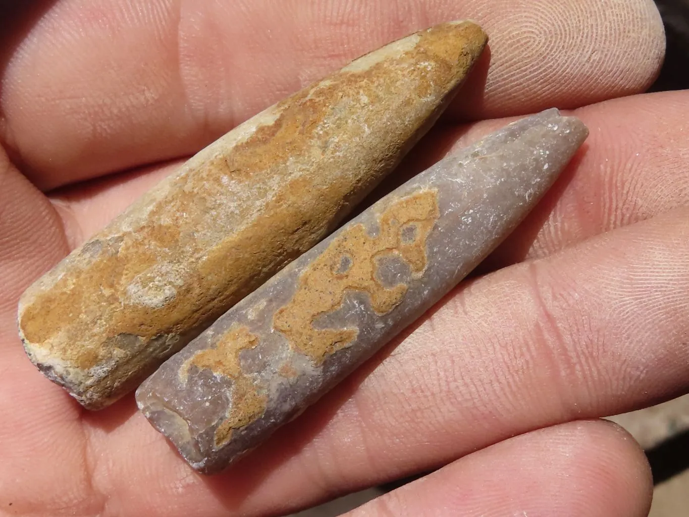 Natural Large Belemnite Fossil Specimens  x 47 From Maintirano, Madagascar