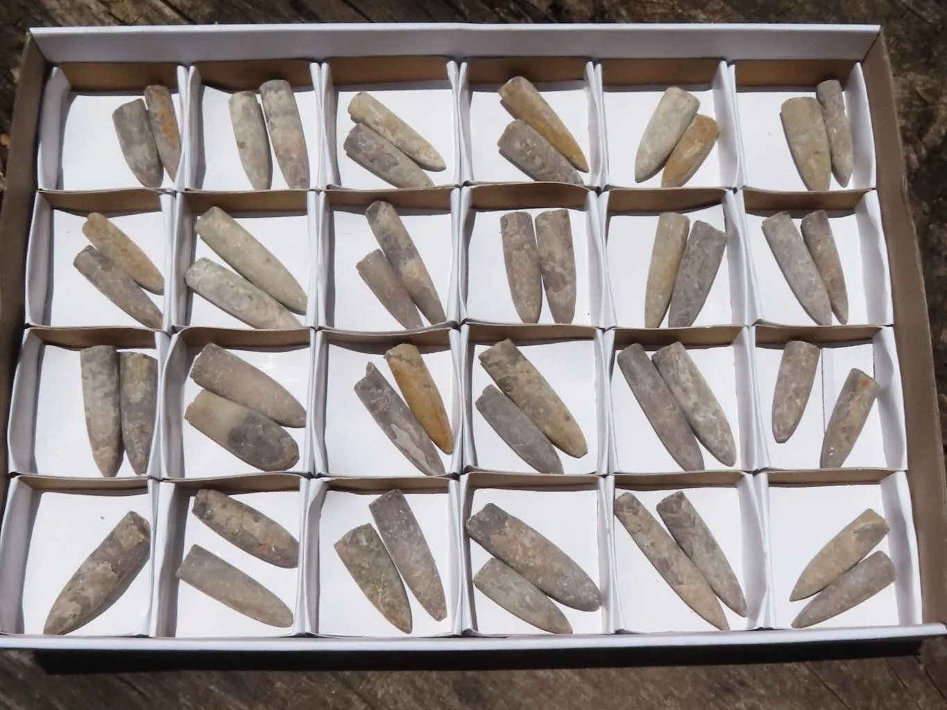 Natural Large Belemnite Fossil Specimens  x 47 From Maintirano, Madagascar