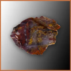 PET257 Arizona Petrified Wood Polished Slab