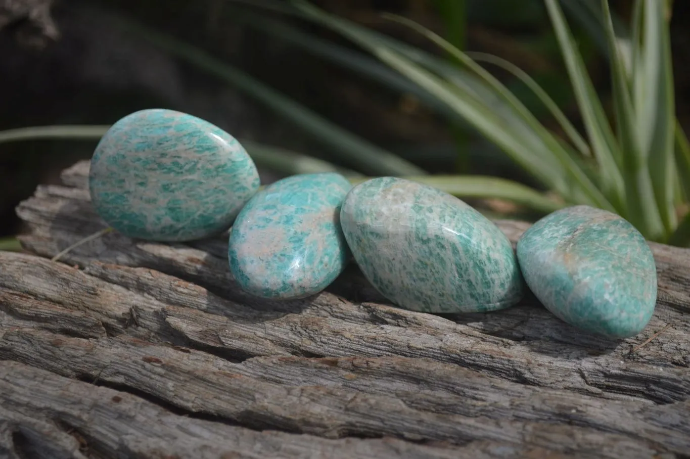 Polished Amazonite Free Forms x 35 From Zimbabwe