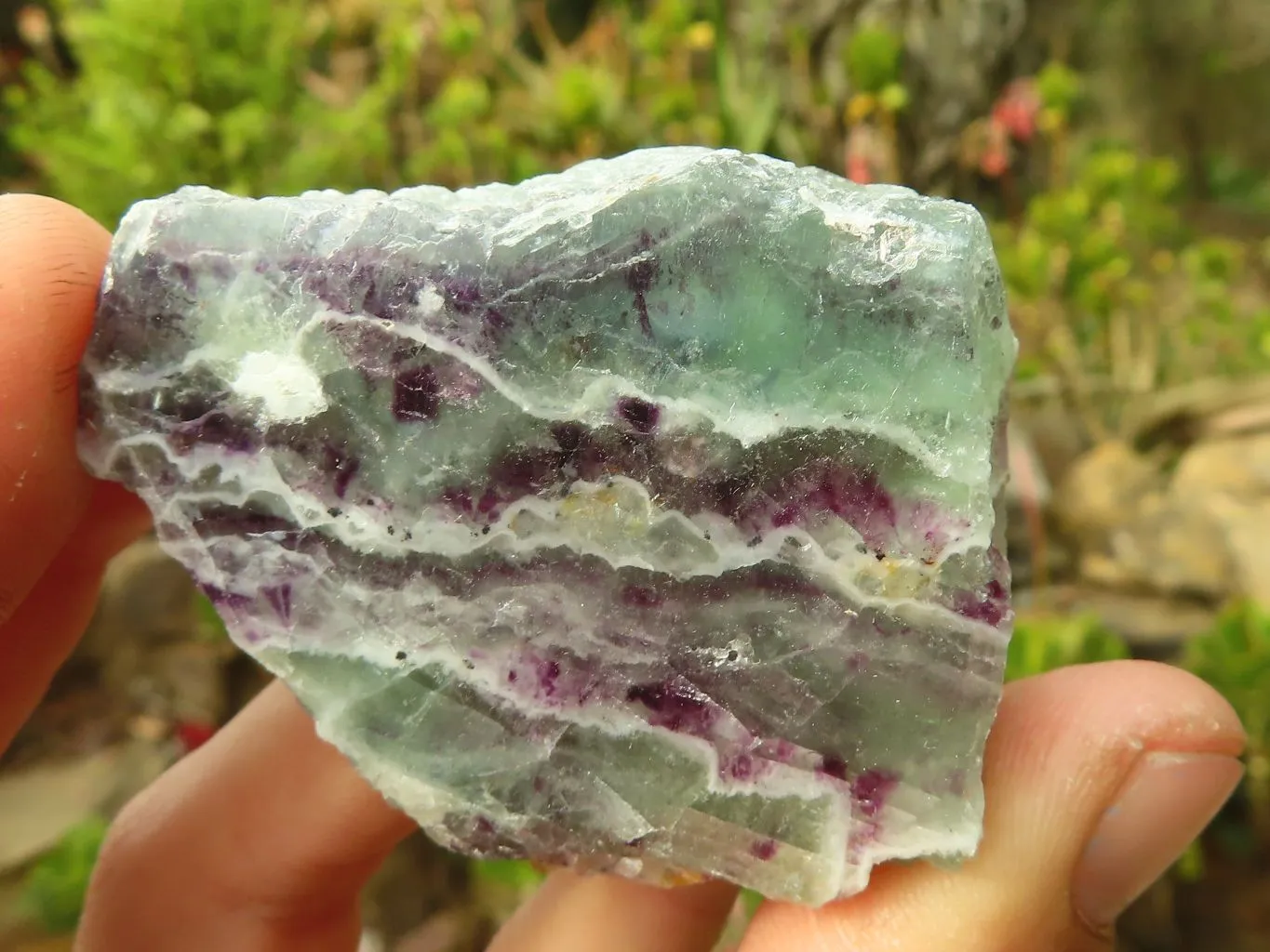 Polished  Watermelon Fluorite Slices  x 12 From Uis, Namibia